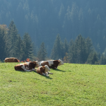 Kühe-Tirol-Alm-Alpbach-Tierleid-Tiertransport
