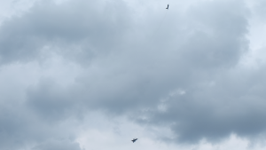 Eurofighter-Tiefflug-Bundesheer-Samitzteich-Graz-Dogfight